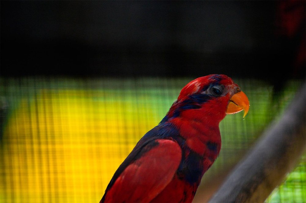 Blue-eared Lory