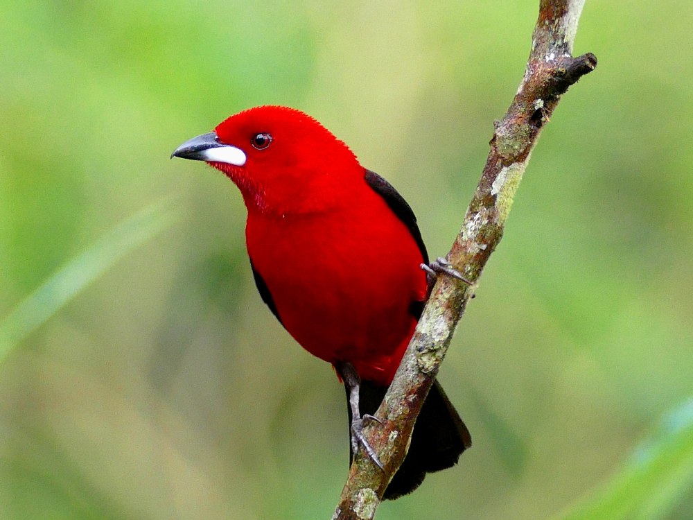 Ramphocelus Brasilia
