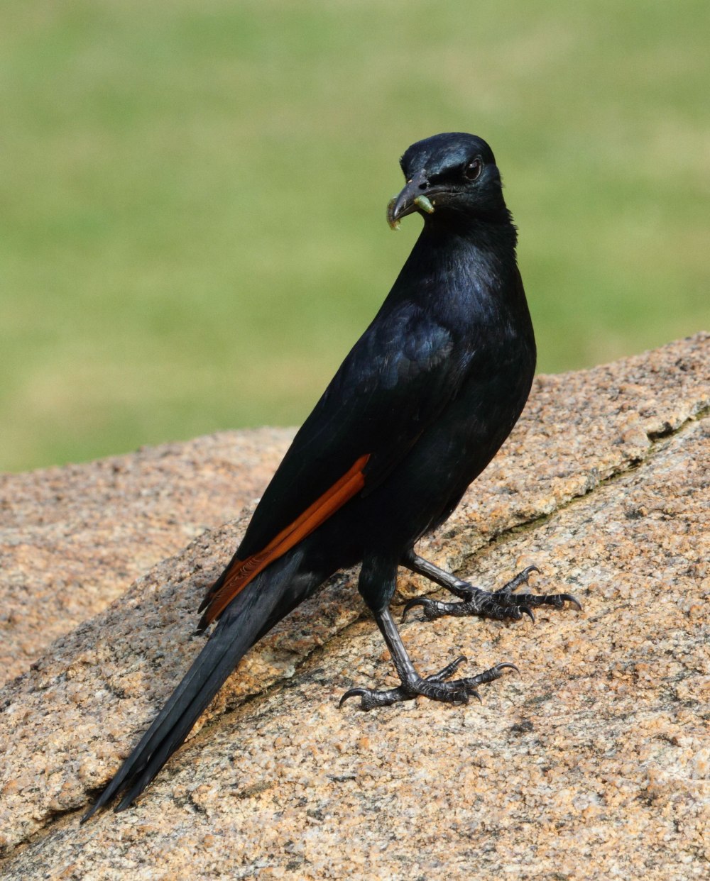 Onychognathus Morio
