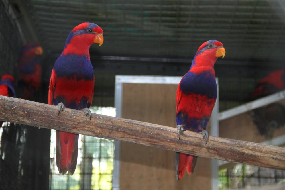 Red-and-Blue Lory