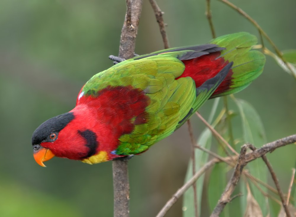 Lorius chlorocercus