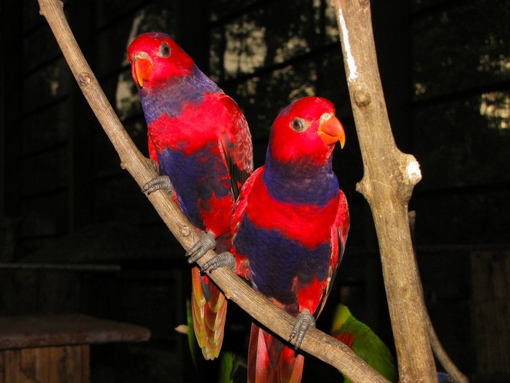 Parrot and Canary