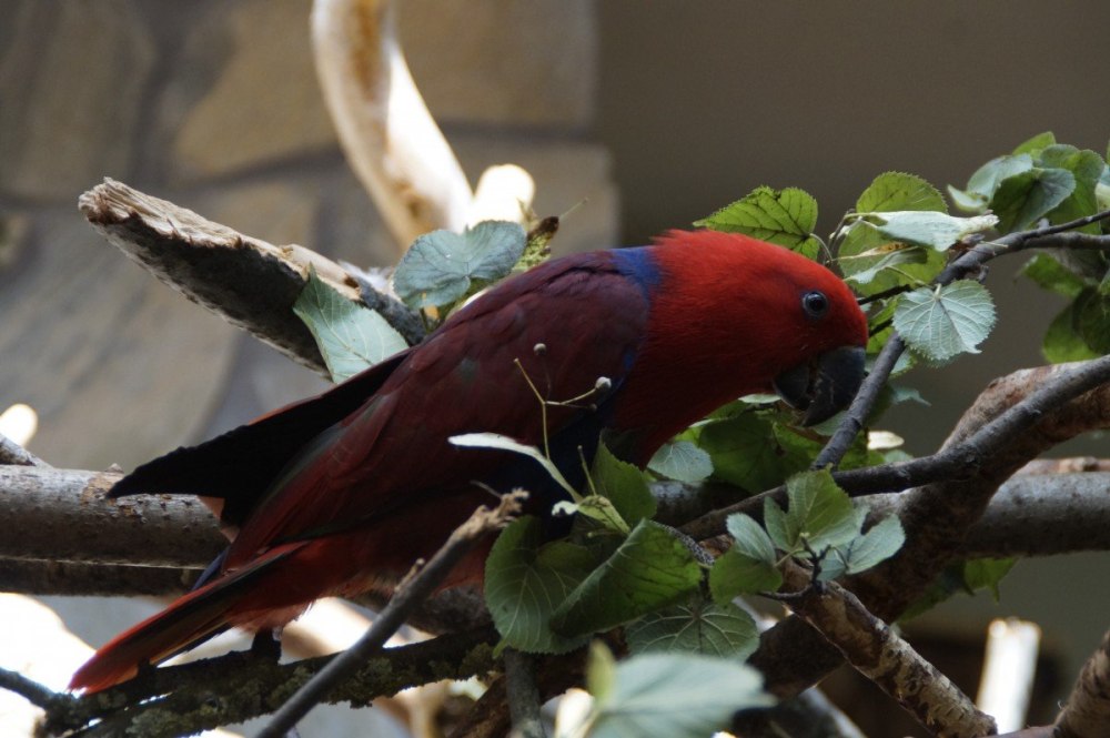 Красный попугай Lorikeet