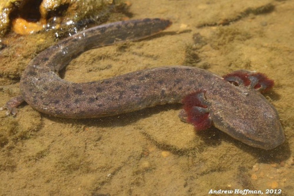 Necturus maculosus