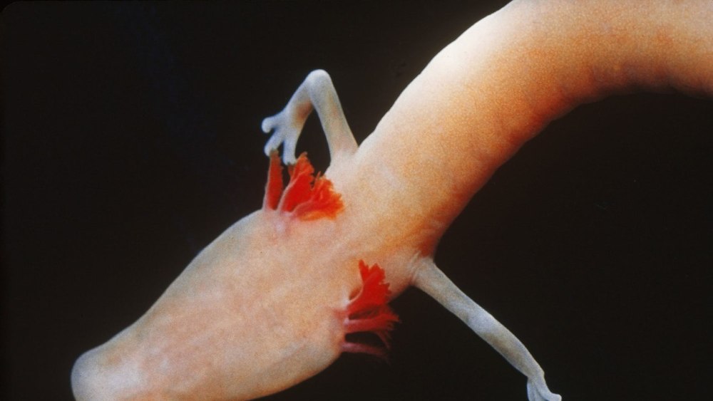 Европейского протея, Proteus anguinus