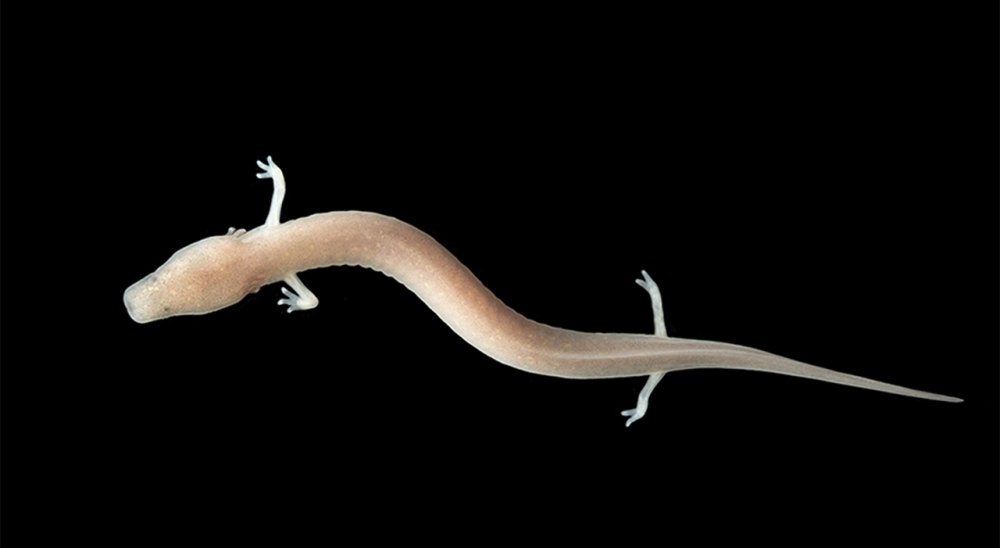 Европейского протея, Proteus anguinus