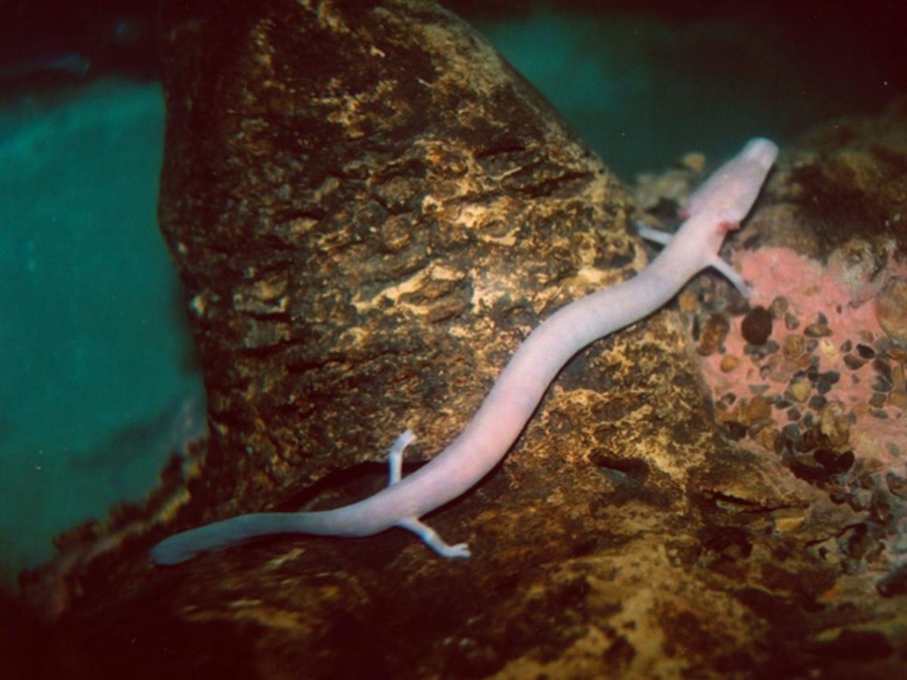 Европейского протея, Proteus anguinus