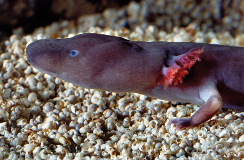 4. Европейский Протей, Proteus anguinus
