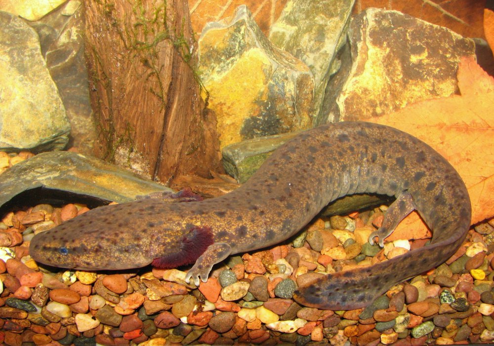 Necturus maculosus