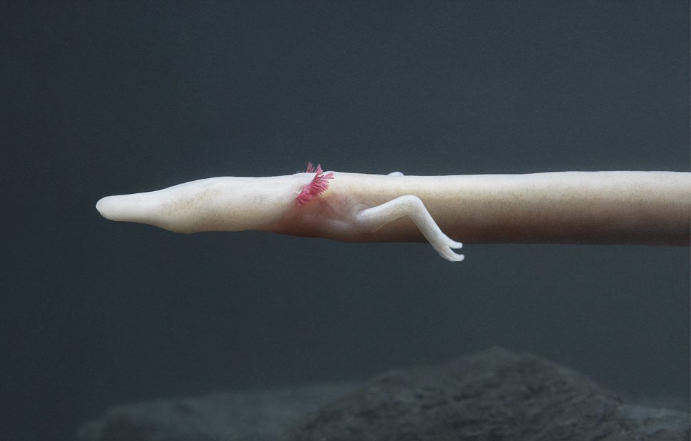 Европейского протея, Proteus anguinus
