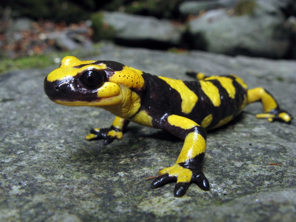 Королевская саламандра