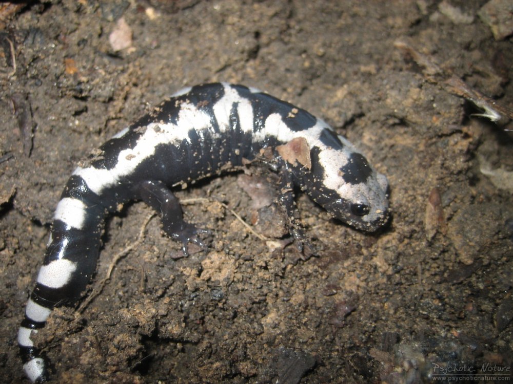 Ambystoma opacum