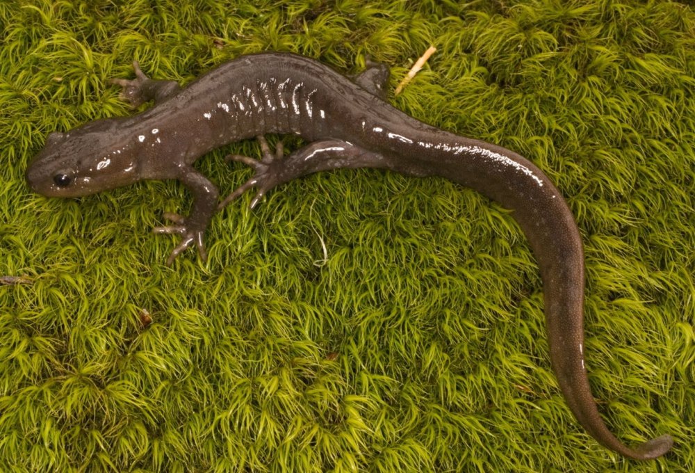Ambystoma jeffersonianum