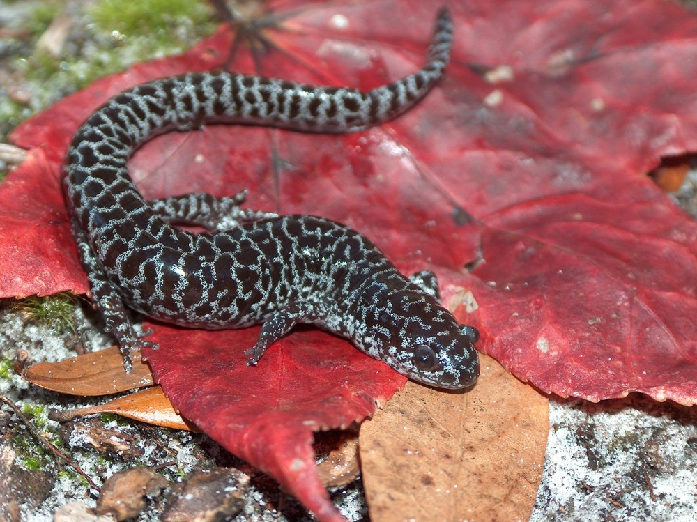 Сетчатая амбистома (Ambystoma cingulatum)