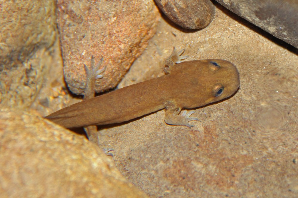Dicamptodon ensatus