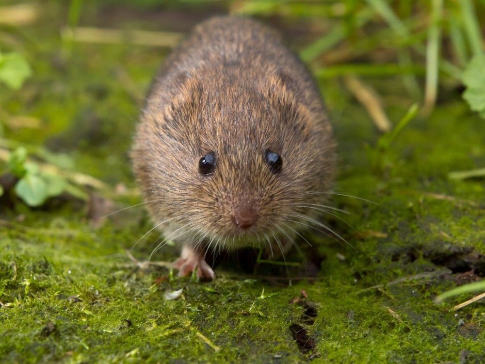Узкочерепная полёвка (Microtus Gregalis)
