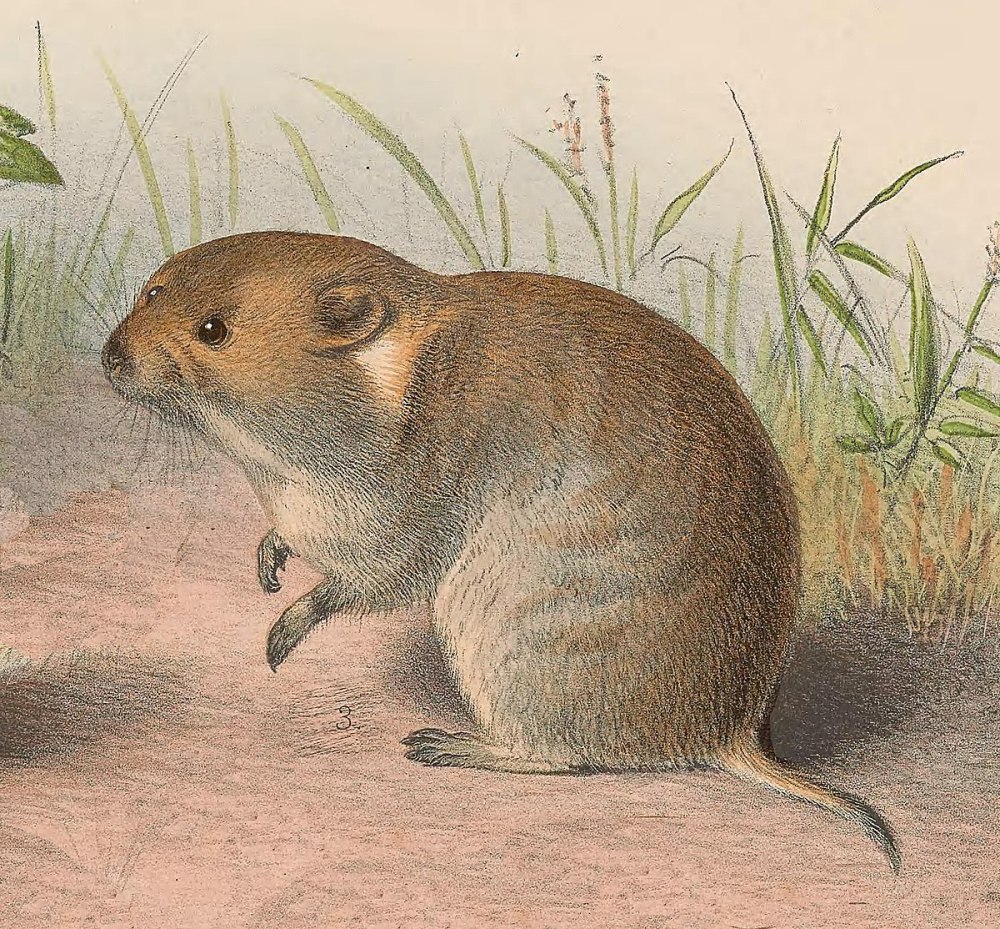 Aconaemys fuscus