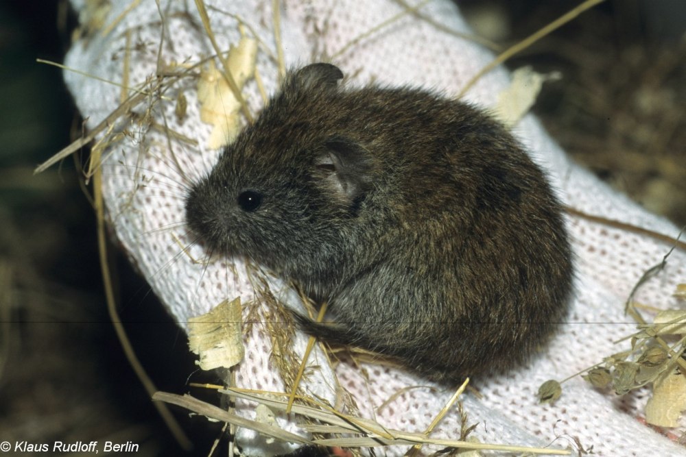 Полевка красно-серая – Clethrionomys rufocanus
