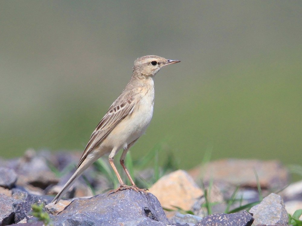 Конёк полевой (Anthus Campestris Linnaeus)
