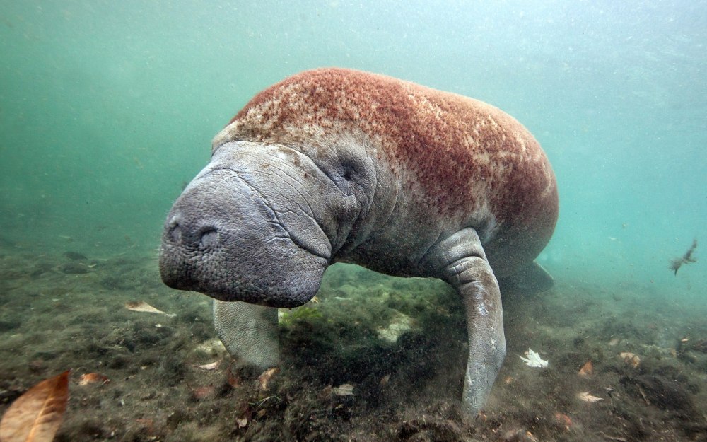 Ламантин морская корова