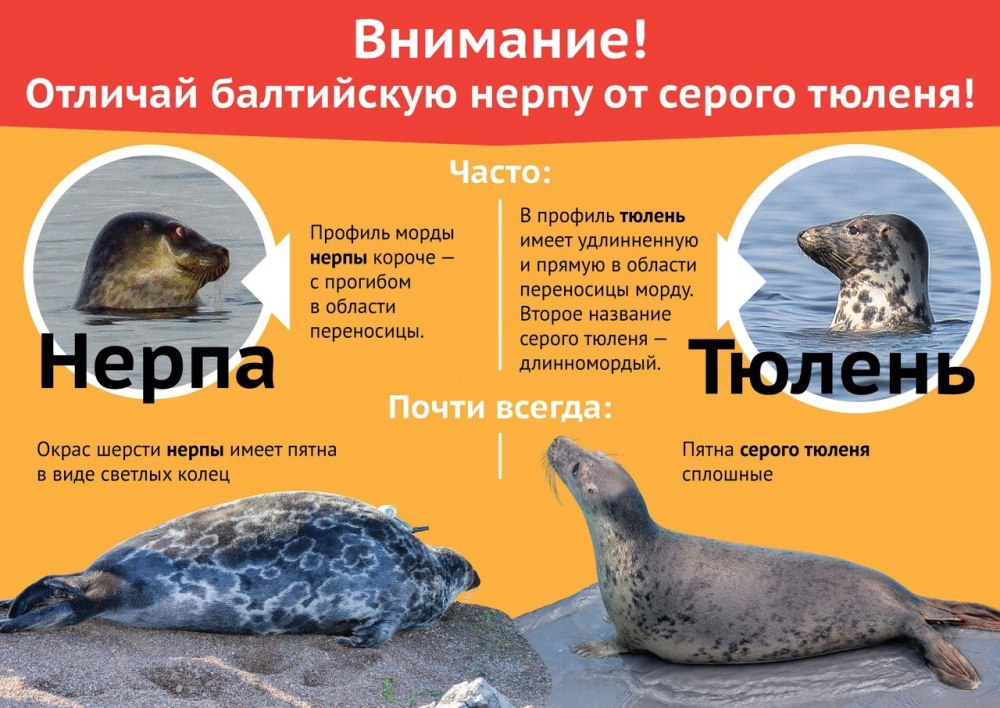 Нерпа тюлень морской котик отличия