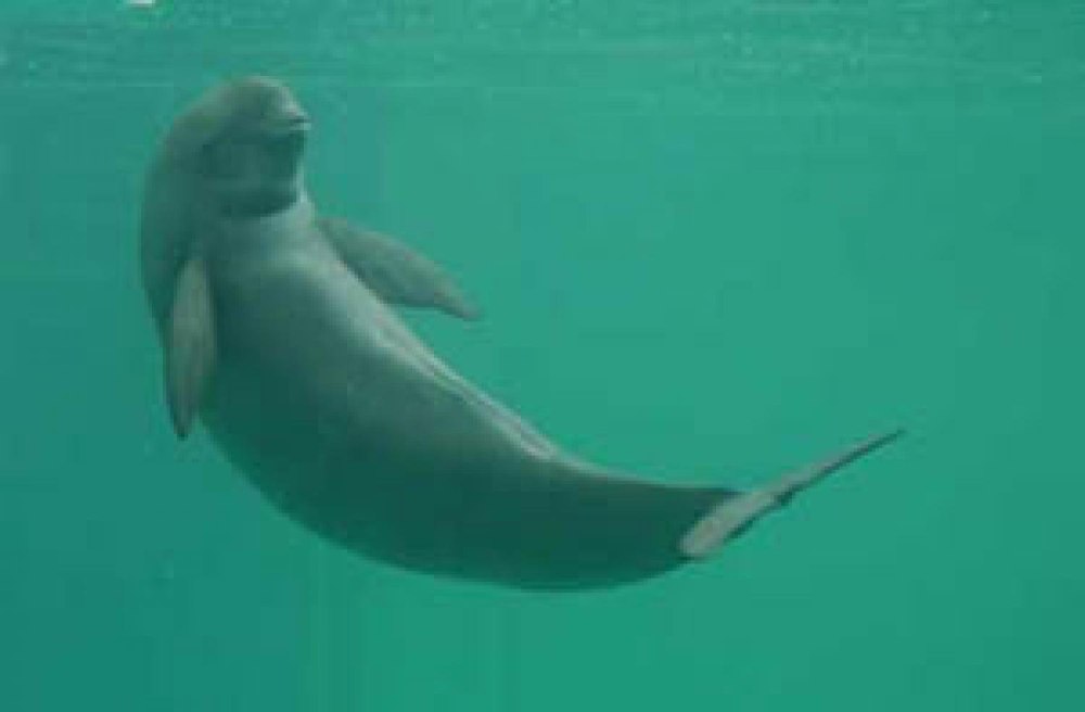 Yangtze Finless Porpoise