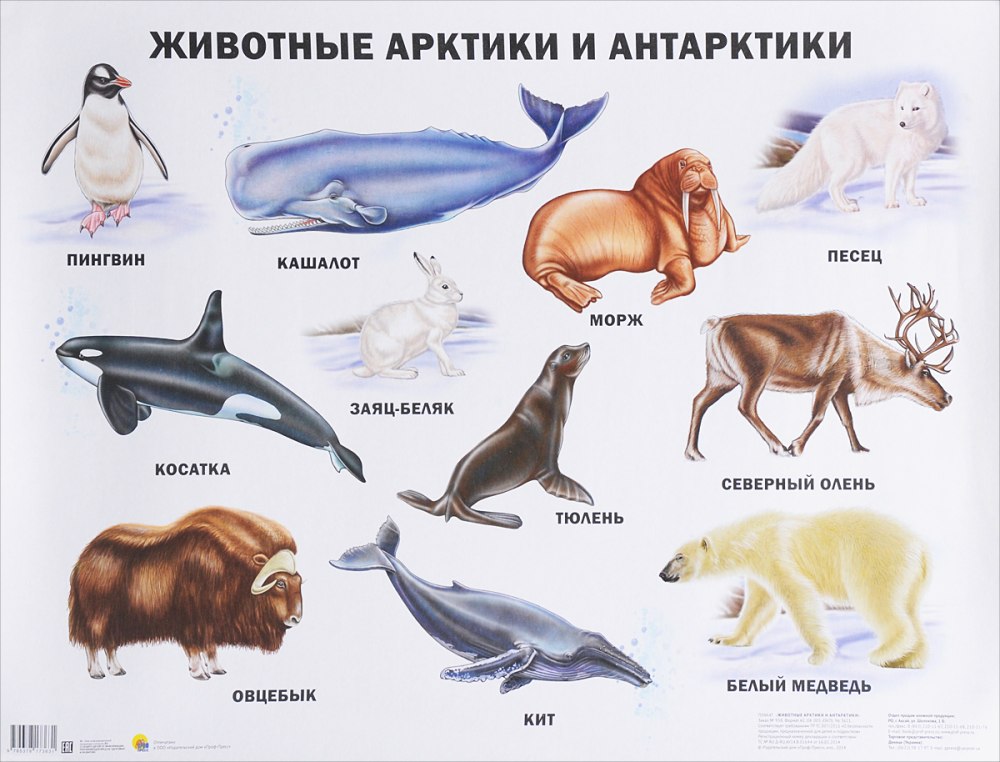 Животные Арктики и Антарктиды