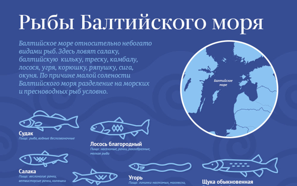 Рыба обитающая в Балтийском море