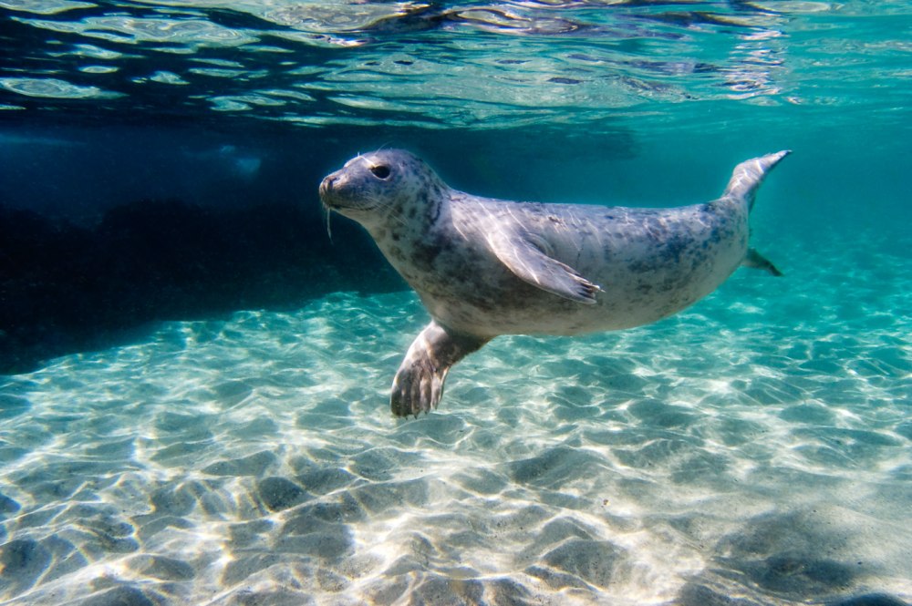 Морской котик плывет под водой