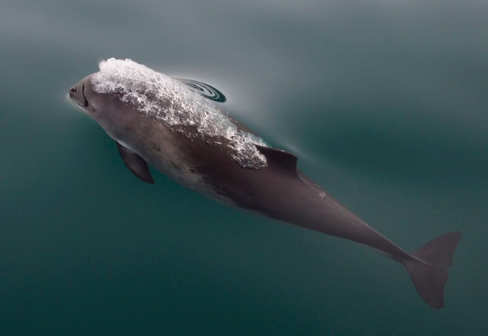 Phocoena Phocoena