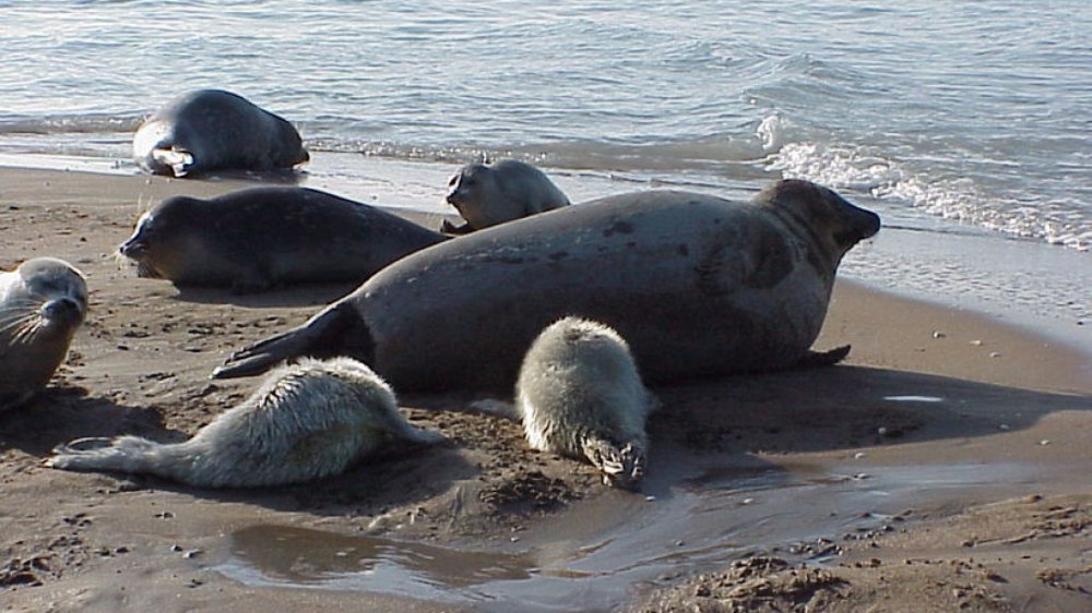 Нерпы Каспийского моря