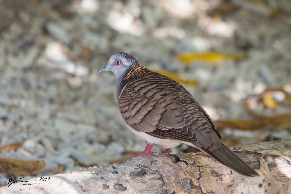 Горлица Ястребиная (Geopelia striata)