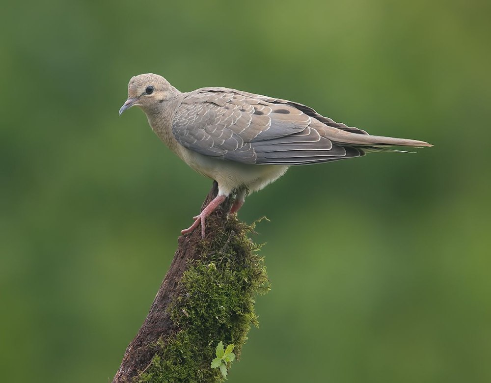 Mourning dove