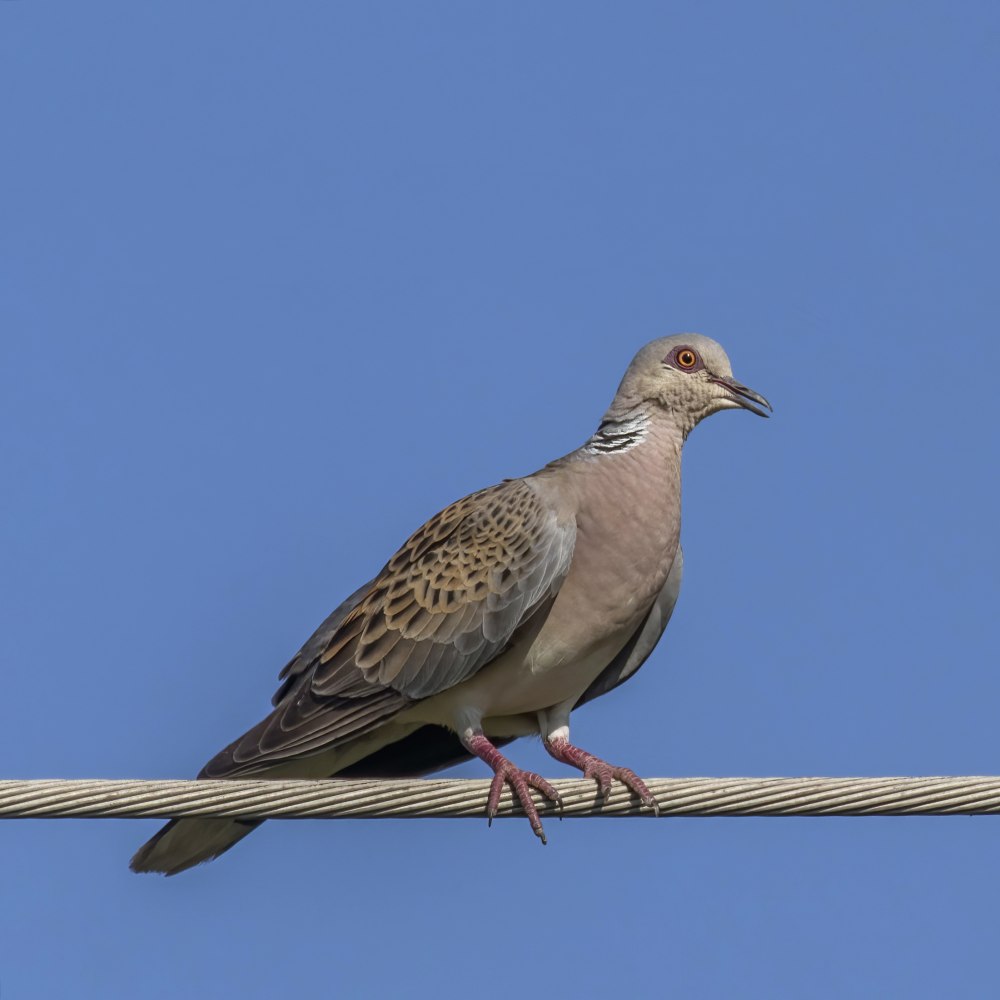 Turtle dove