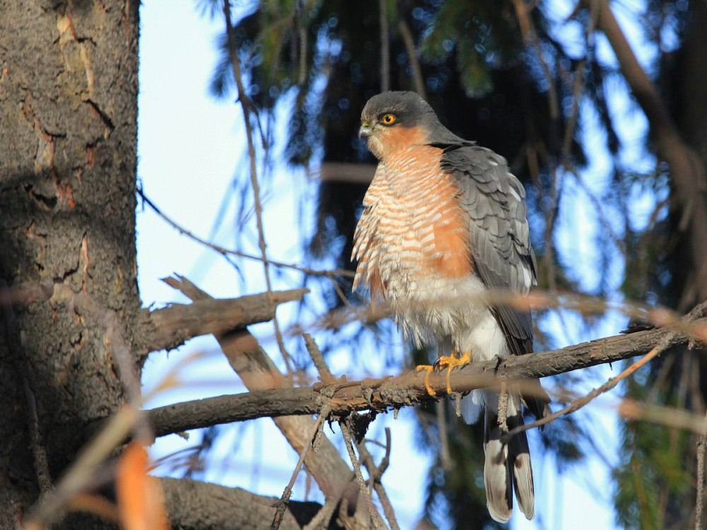 Ястреб-перепелятник (Accipiter nisus)