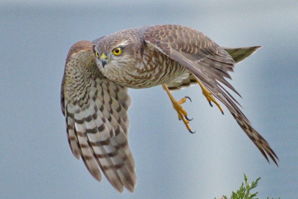 Ястреб-перепелятник (Accipiter nisus)