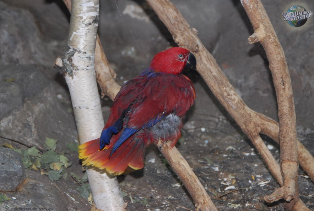 Chalcopsitta cardinalis