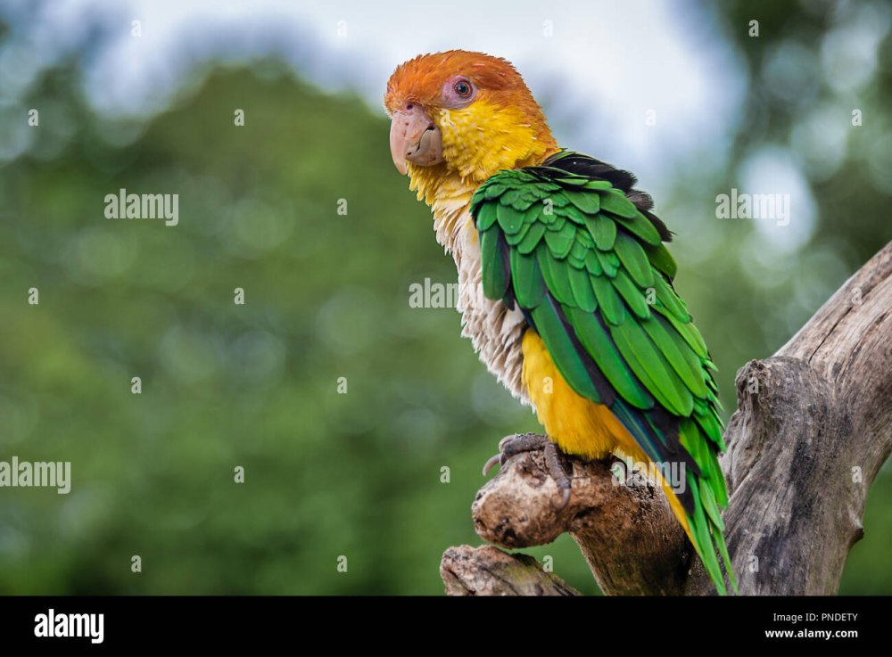 Green-thighed Parrot