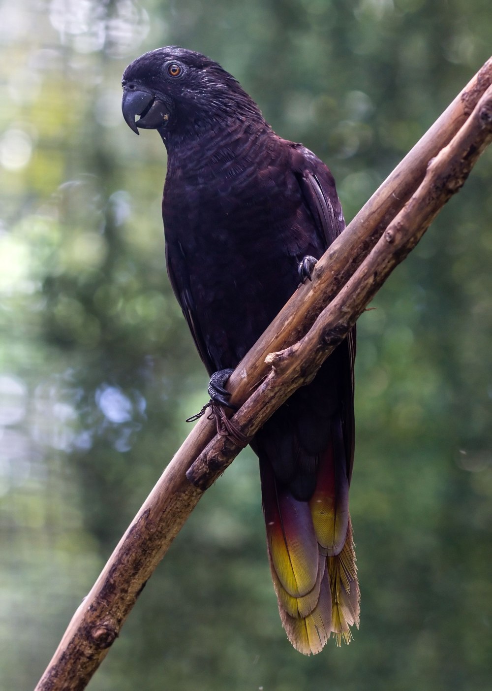 Chalcopsitta atra