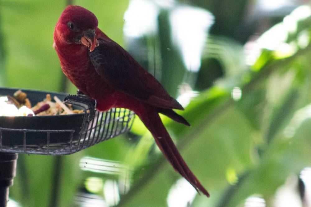 Chalcopsitta cardinalis
