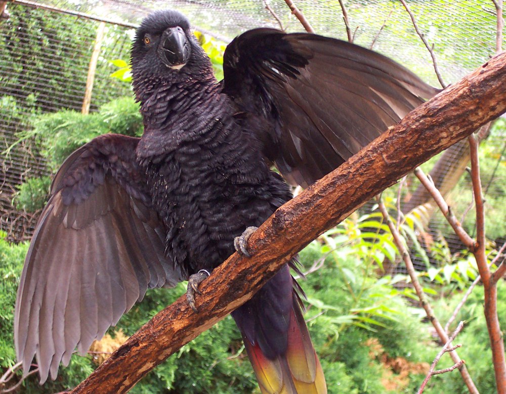 Chalcopsitta atra