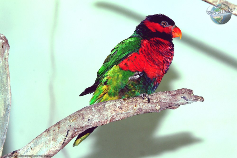 Lorius Lory
