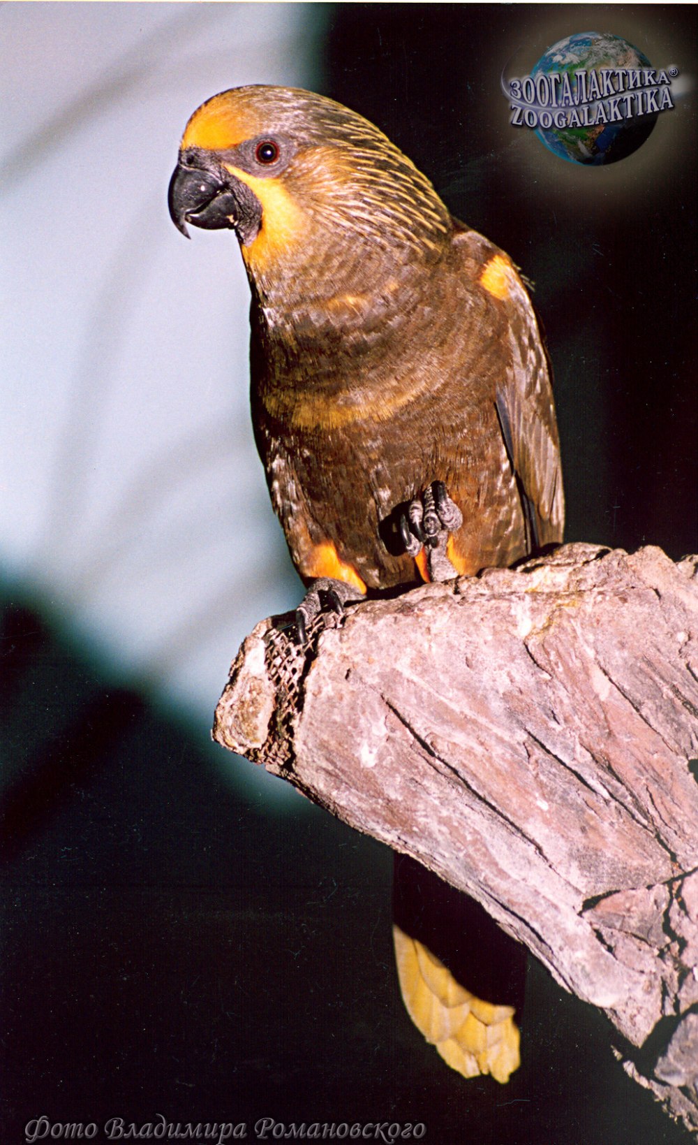 Chalcopsitta duivenbodei