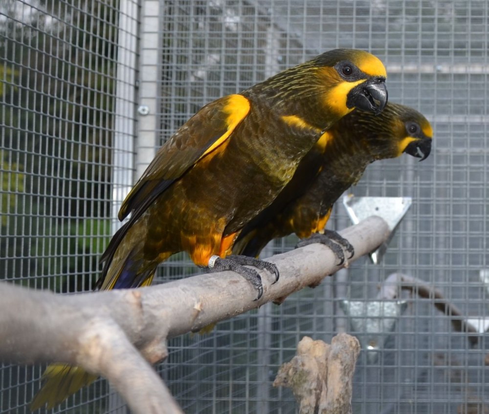 Chalcopsitta duivenbodei
