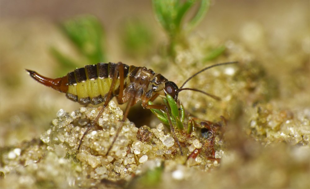 Ледничник Boreidae