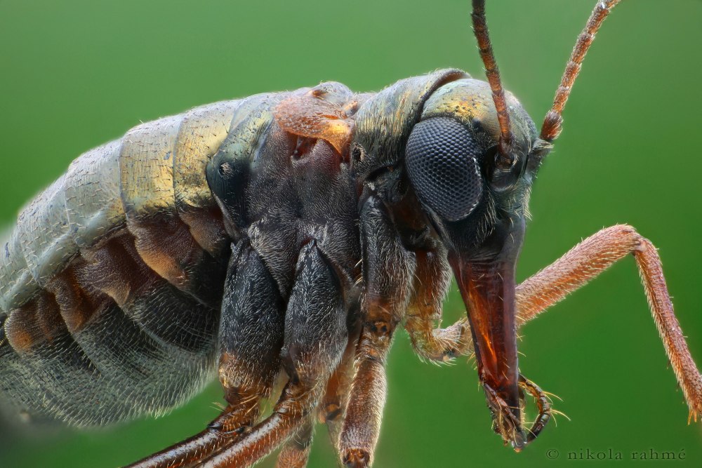 Boreus hiemalis