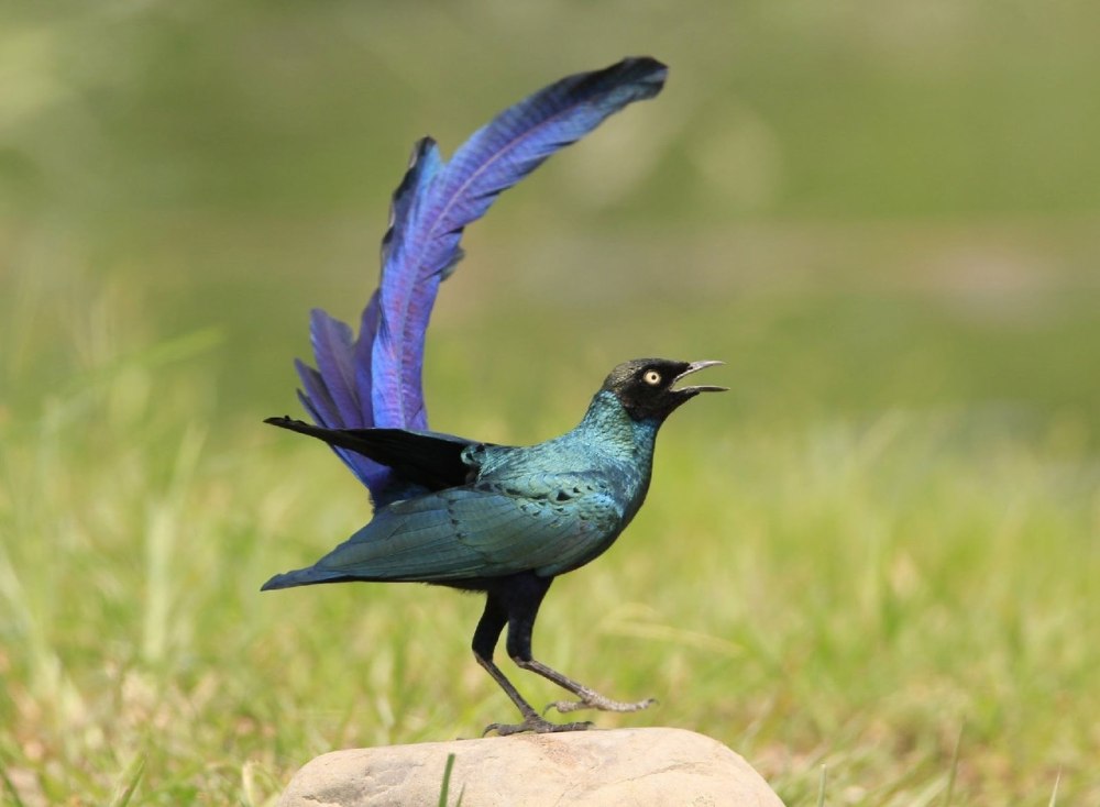 Glossy Starling