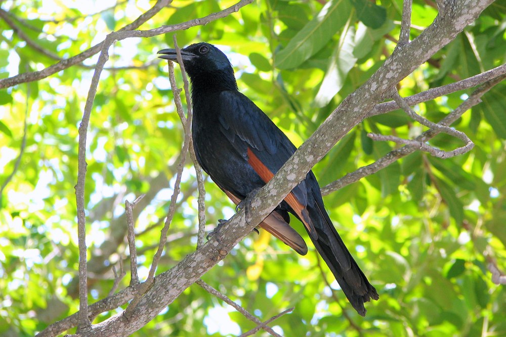 Onychognathus Morio