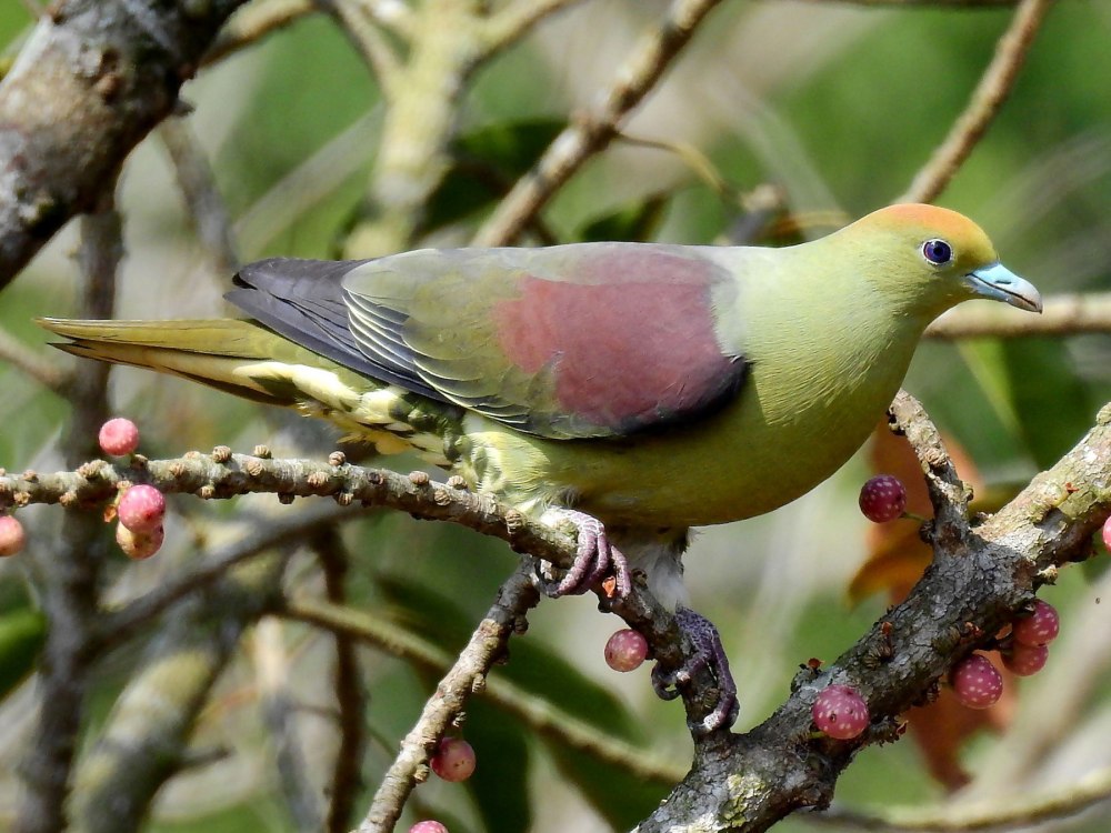 Treron sieboldii