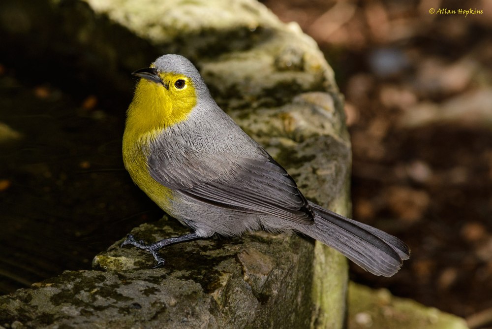 Yellow-headed Warbler